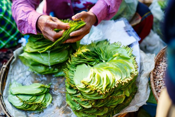 lá trầu có tác dụng gì cho vùng kín 