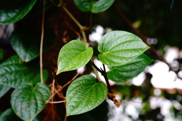 lá trầu có tác dụng gì cho vùng kín 